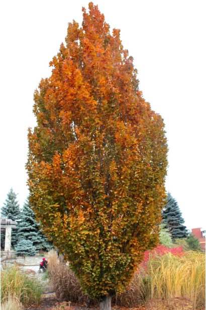 Fagus sylvatica Rohan Obelisk
